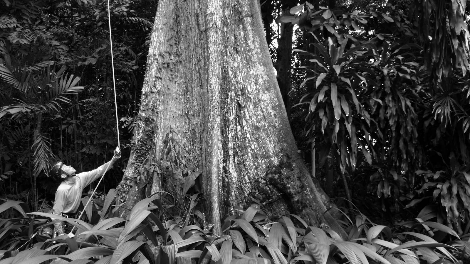 Arborist Services Professional Tree Solutions