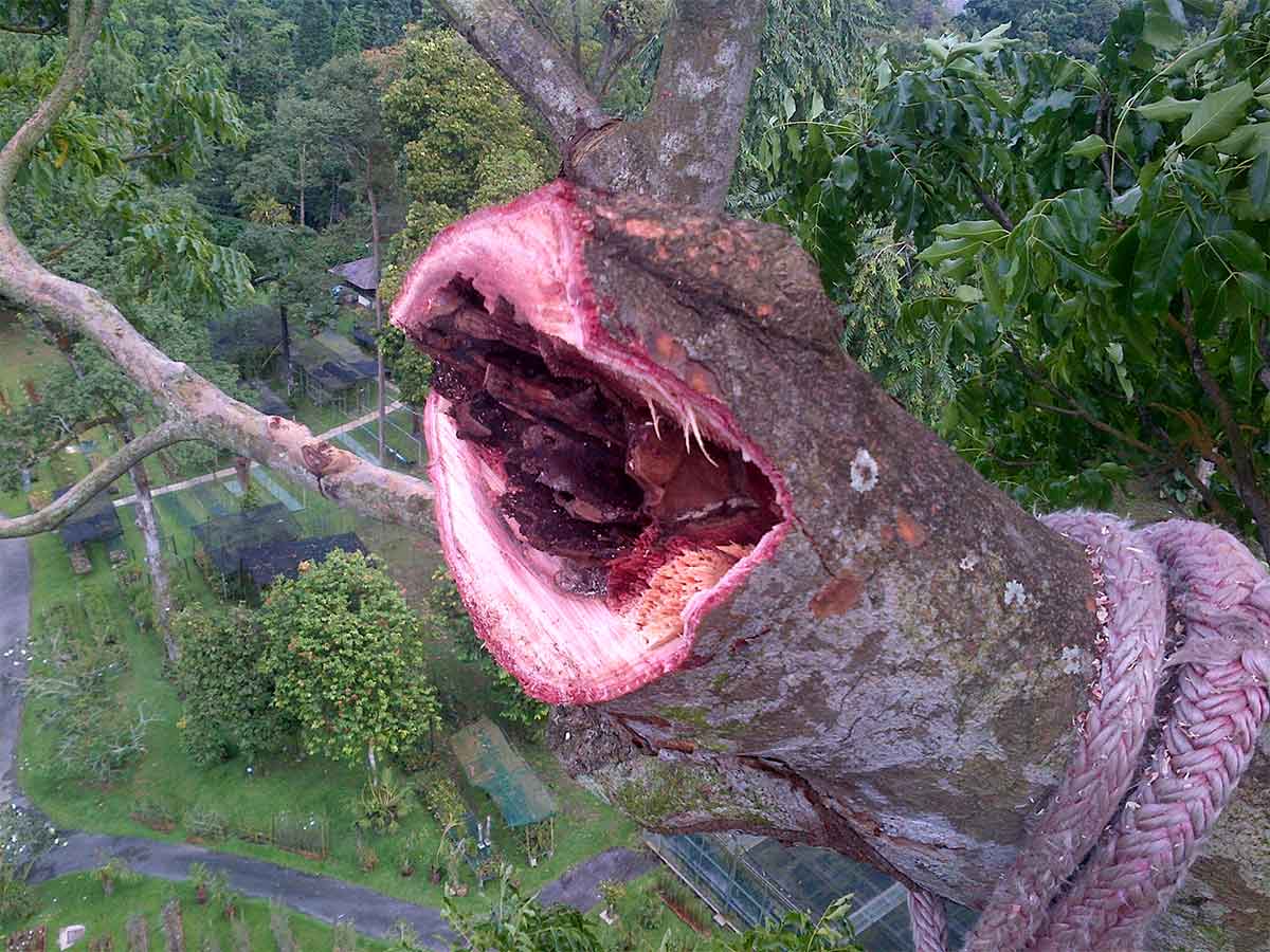 Branch Removal CSK Landscape Services (S) Pte Ltd Professional