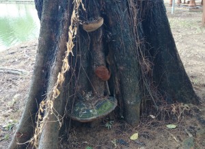 Mushrooms on a tree