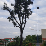 Tree Pruning