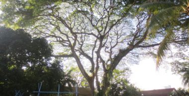 Heritage Rain Tree