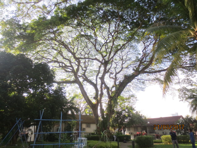 Heritage Rain Tree