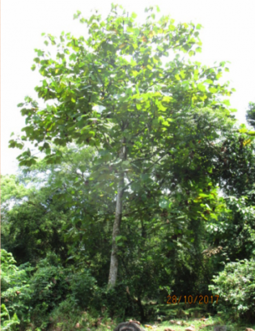 Arborist Tree Assessment