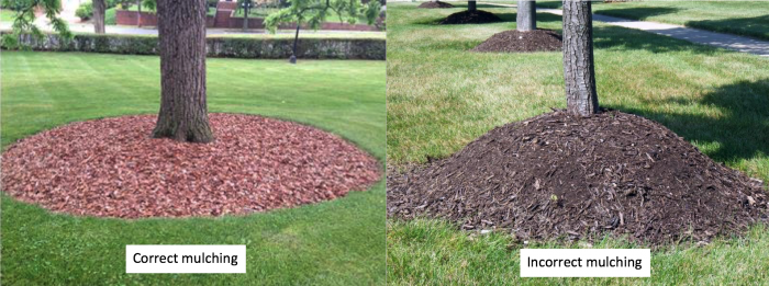 Tree Mulch