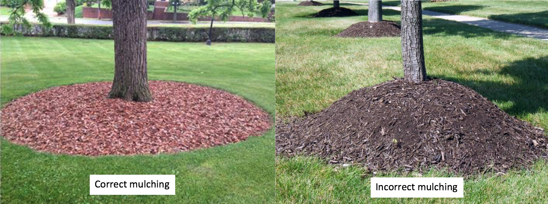 5 Tree Care Myths