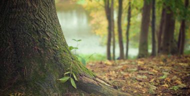 tree care, tree pruning, arboriculture