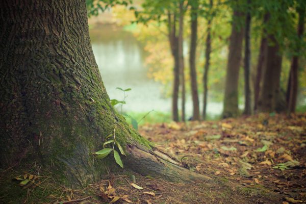 tree care, tree pruning, arboriculture