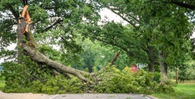 Tree assessment Arborist