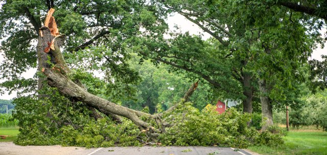 Tree assessment Arborist