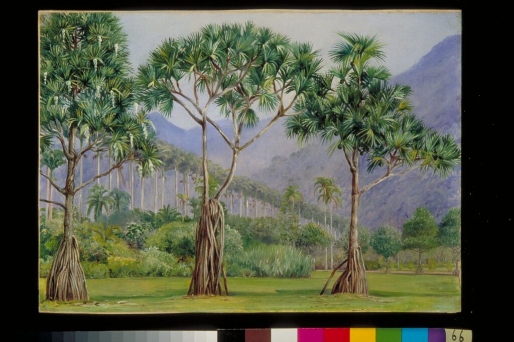 Oil painting of pandan trees