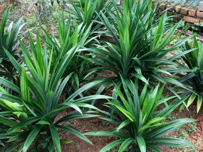 Pandanus amaryllifolius