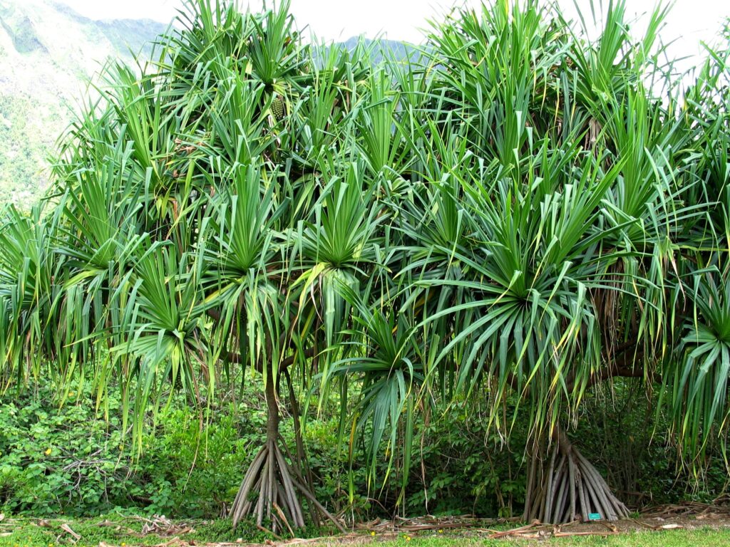 Pandanus species