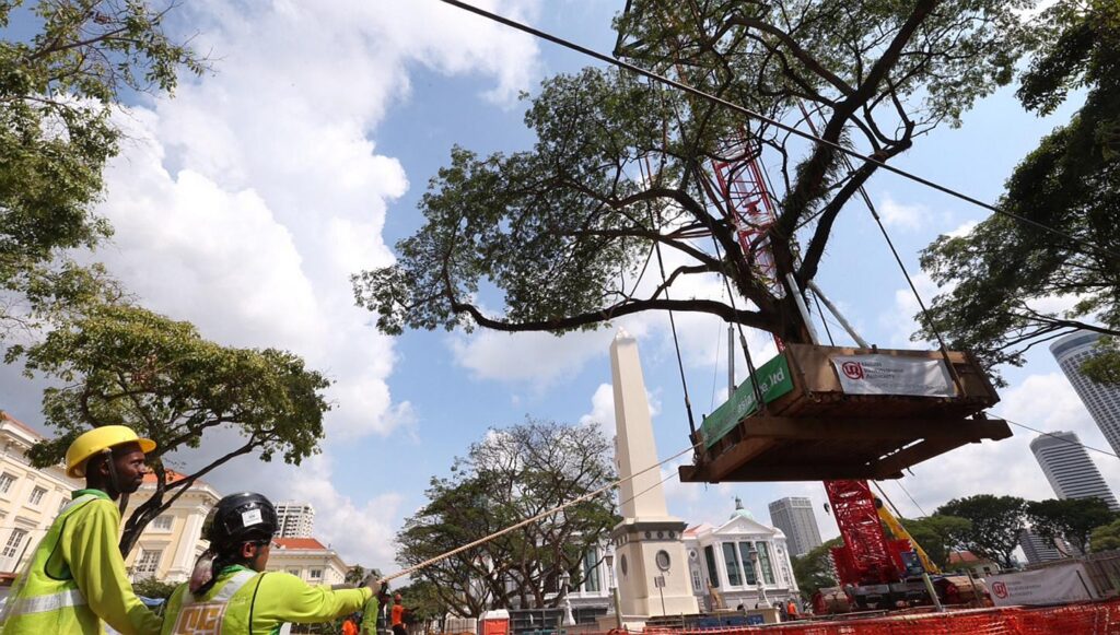 Large tree transplant