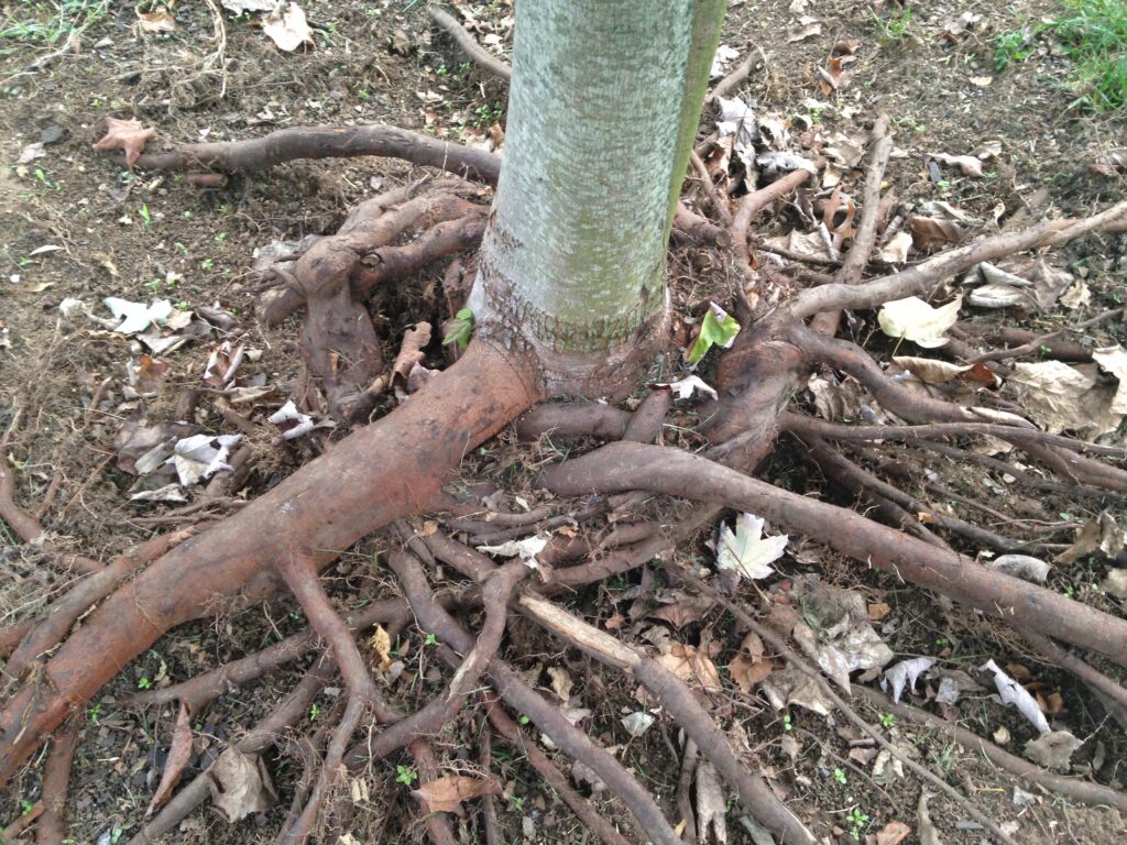 Girdling roots