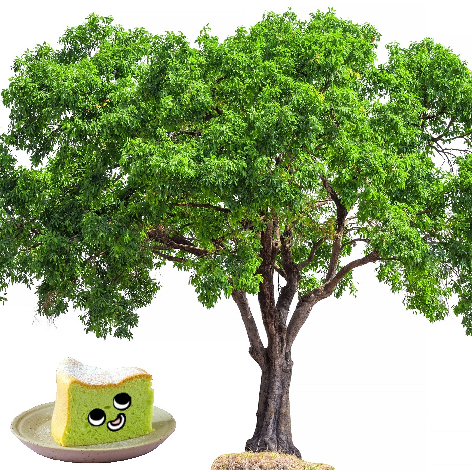 Pandan is a tree