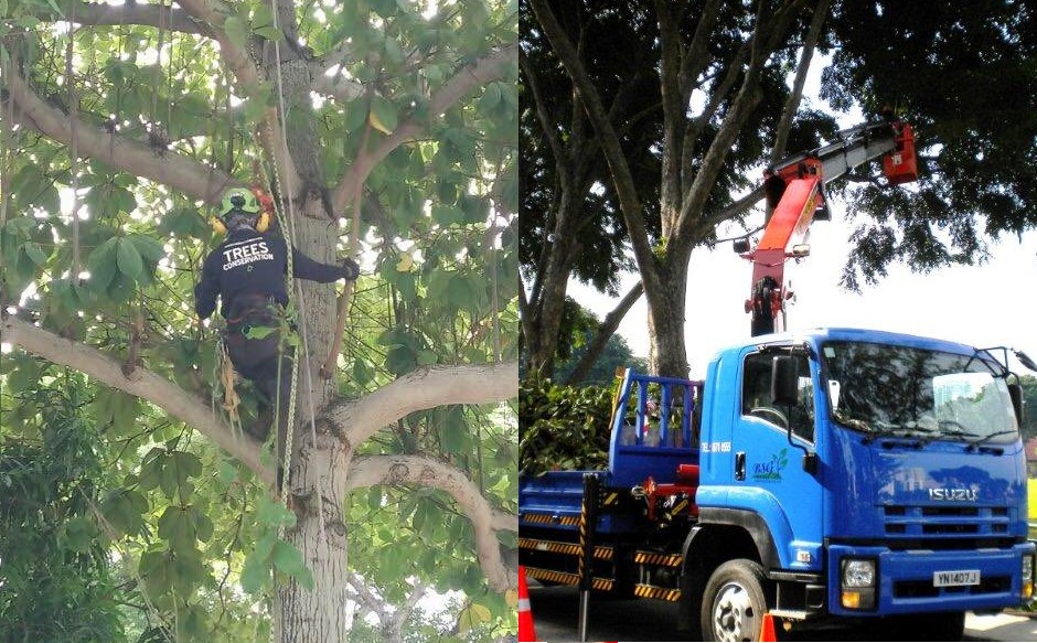 Tree climbing vs lorry crane