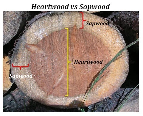 Heartwood and sapwood