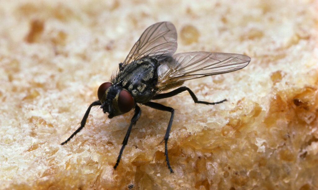 housefly