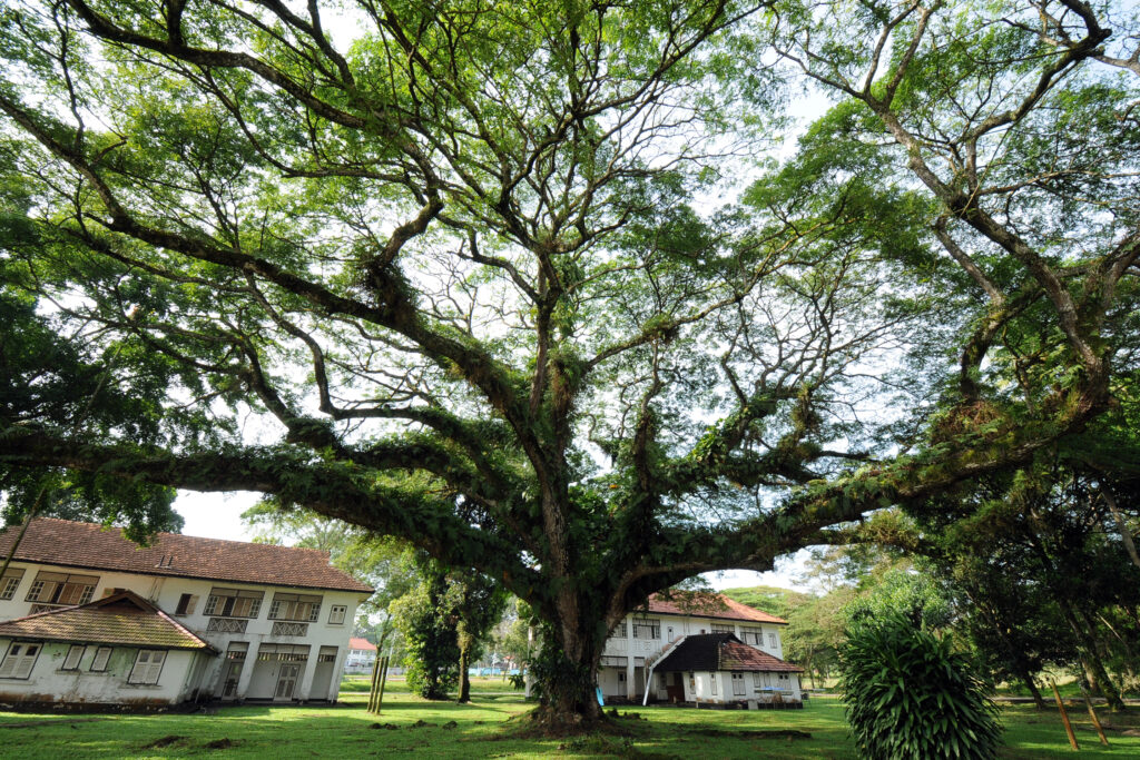 A tree tired of your bullshit