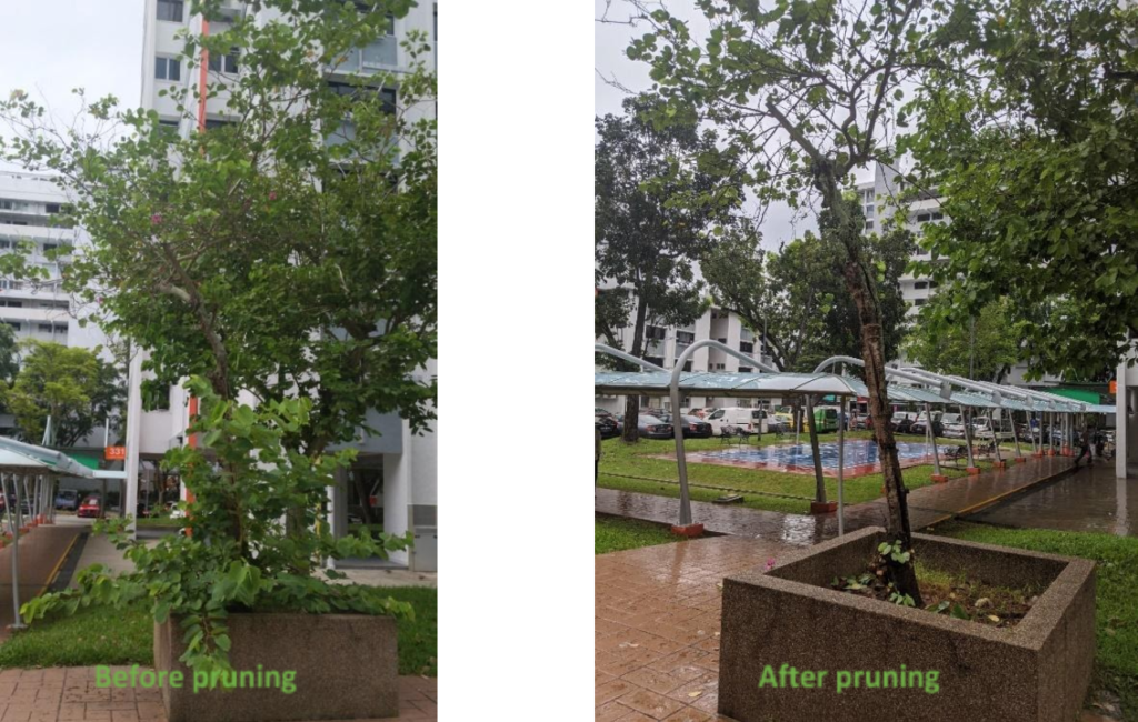 Before and After tree work