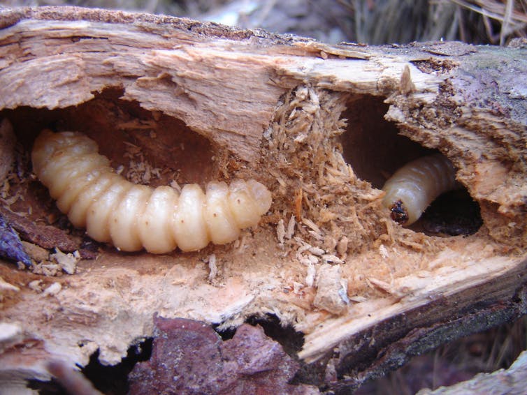 Beetle grubs at a buffet