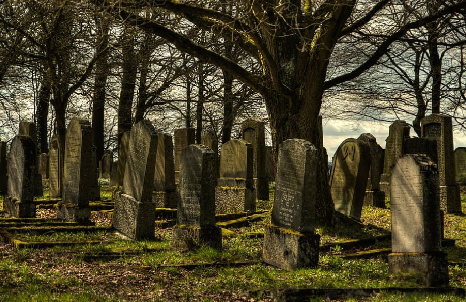 A large tree is mostly dead