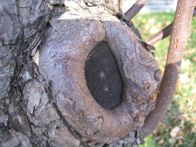 Wound wood around a cavity