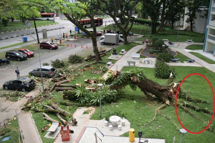 Tension roots of fallen tree