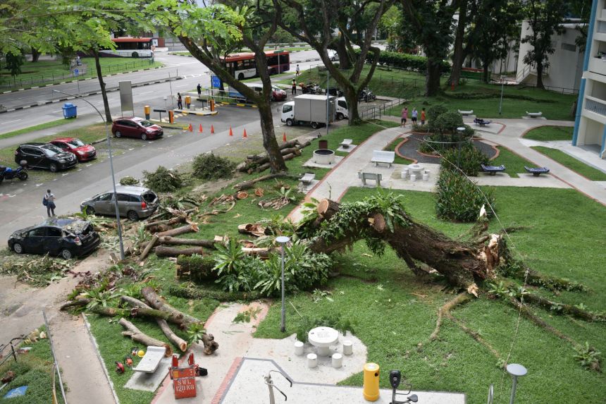 Fallen tree from the Straits Times