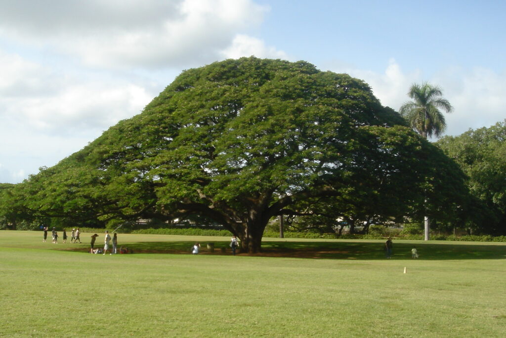 Example of healthy rain tree