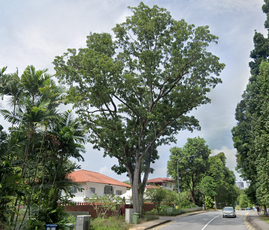 Good street tree