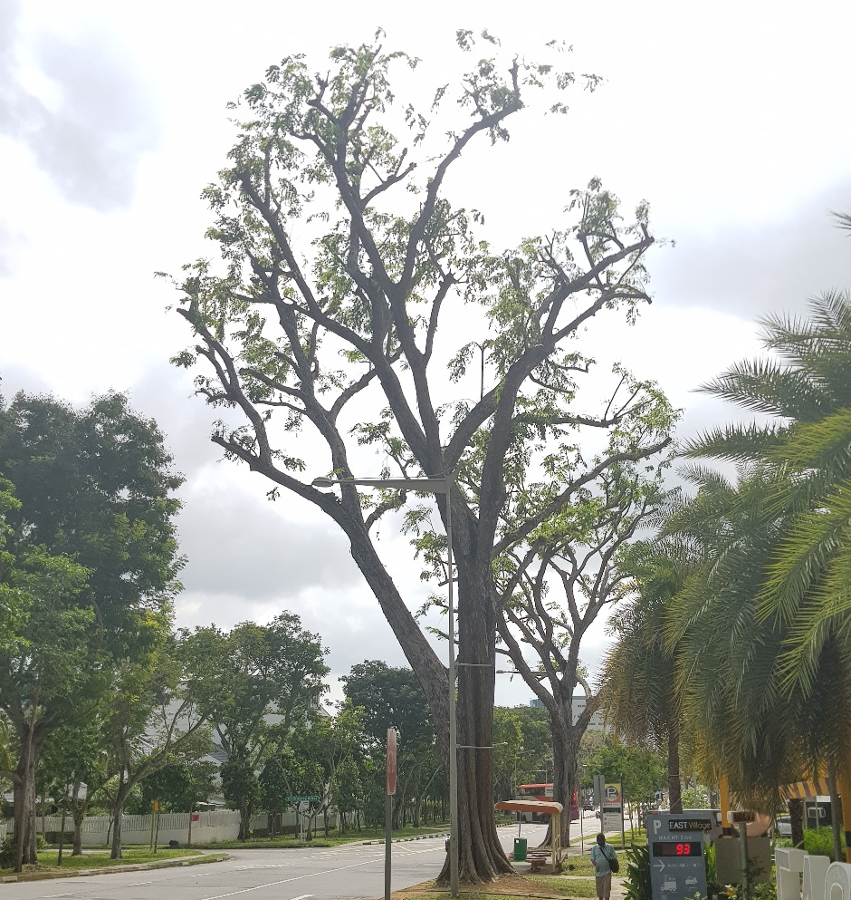 Poorly maintained street tree