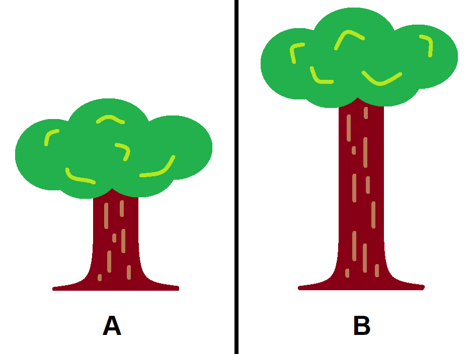 Short and tall tree comparison